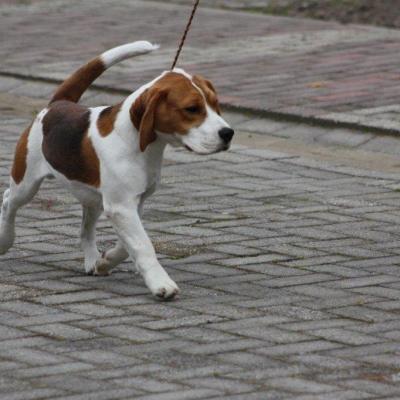 De Loop Van Een Beagle